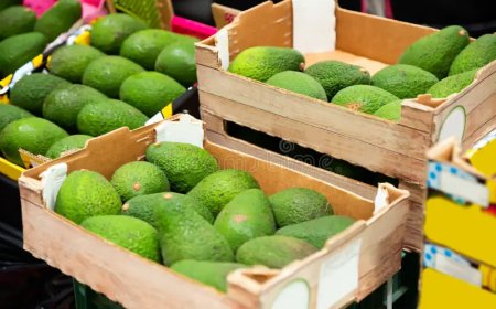 Agricultura Nacional Ganha Impulso com Exportação de Abacate para a Europa, Diz Manuel Nunes