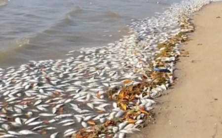 Autoridades Investigam Nova Onda de Peixes Mortos na Costa dos Ramiros