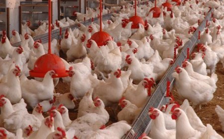 Angola autoriza exportação de 15 mil aves para reprodução em São Tomé