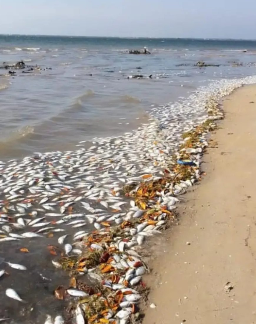 Autoridades Investigam Nova Onda de Peixes Mortos na Costa dos Ramiros