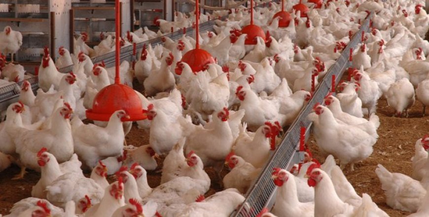 Angola autoriza exportação de 15 mil aves para reprodução em São Tomé